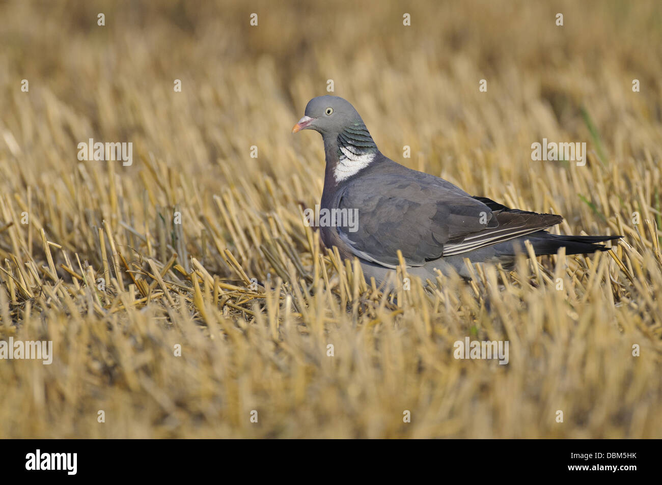 Bois sur un pigeon commun stubblefield, Columba palumbus, Basse-Saxe, Allemagne, Europe Banque D'Images