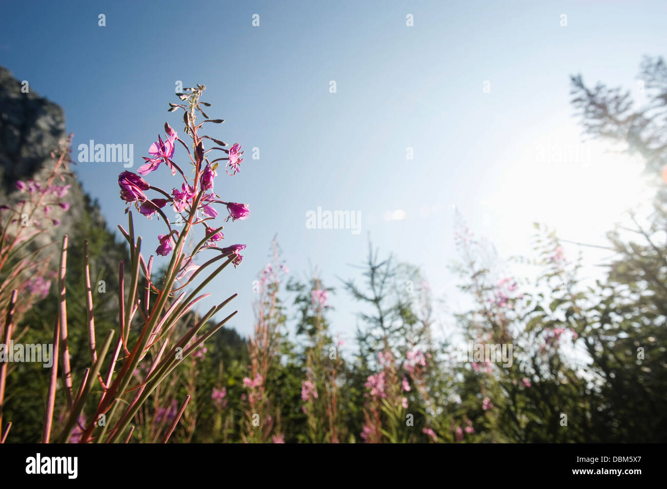 Fleurs sauvages dans une prairie, paysage alpin, Bavière, Allemagne Banque D'Images