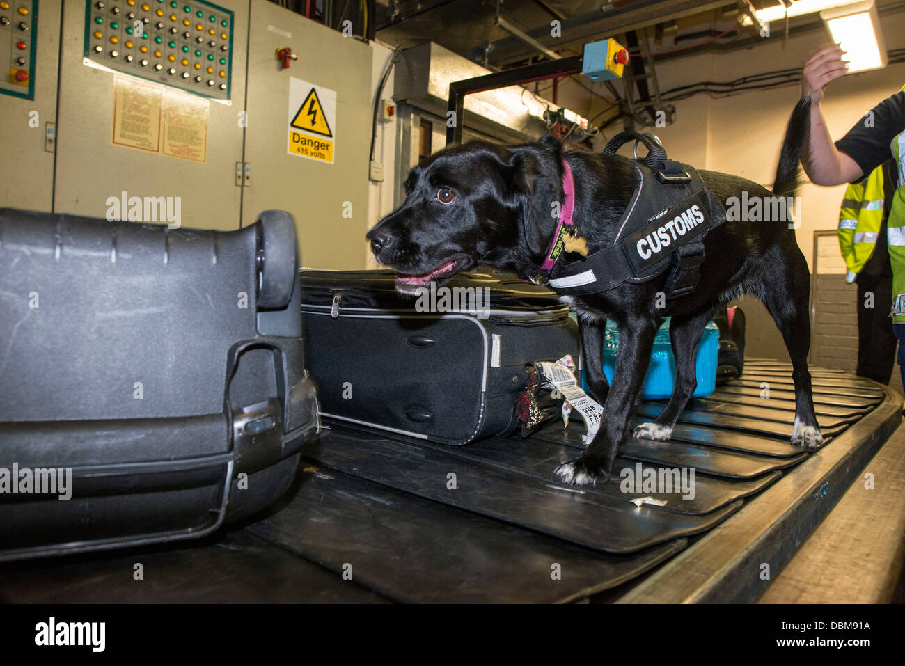 Les agents des douanes à l'œuvre dans l'aéroport de Dublin. Lottie chien renifleur à l'œuvre. Banque D'Images