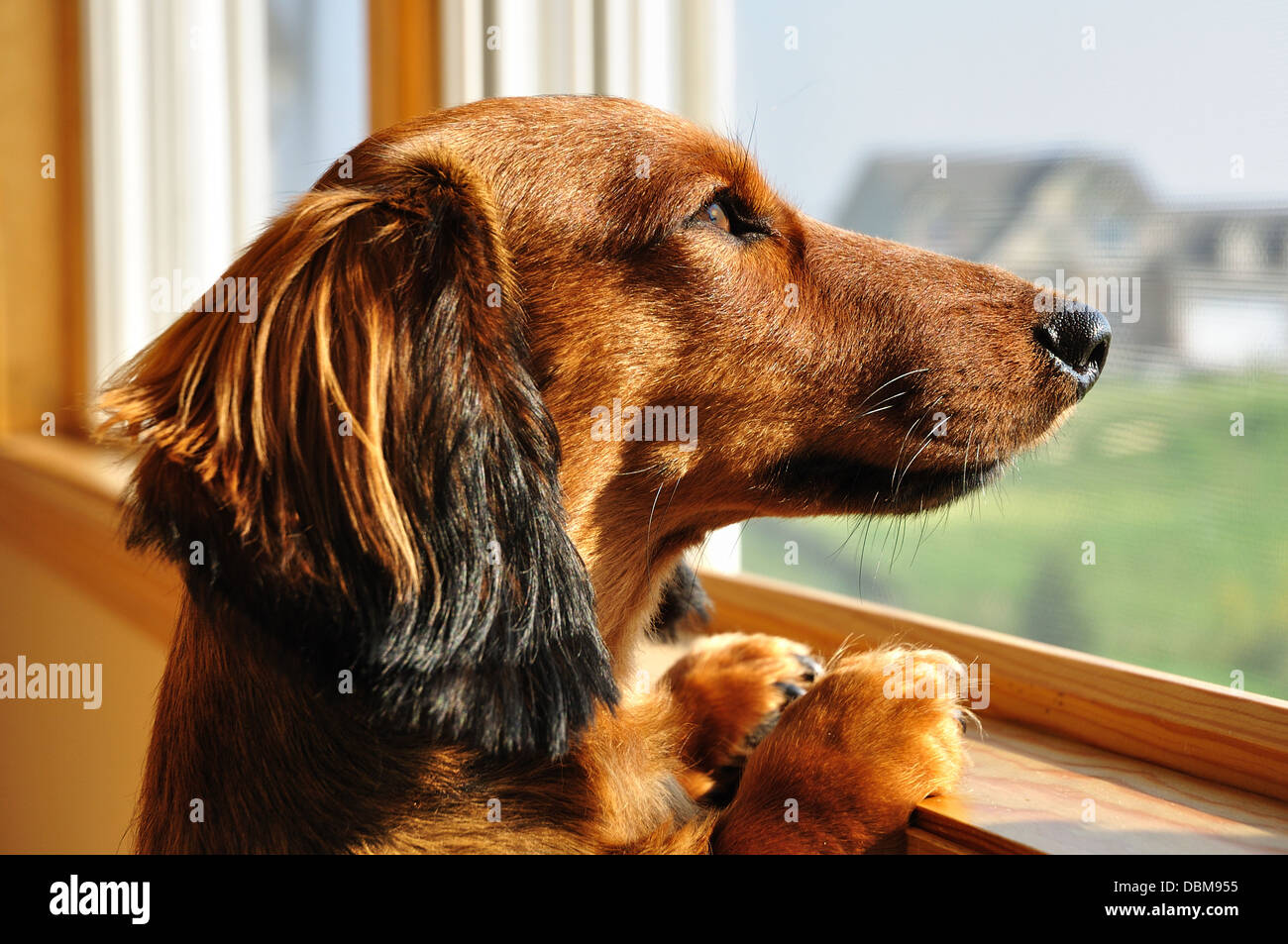 Chien Teckel en attente / regarder par la fenêtre, Banque D'Images