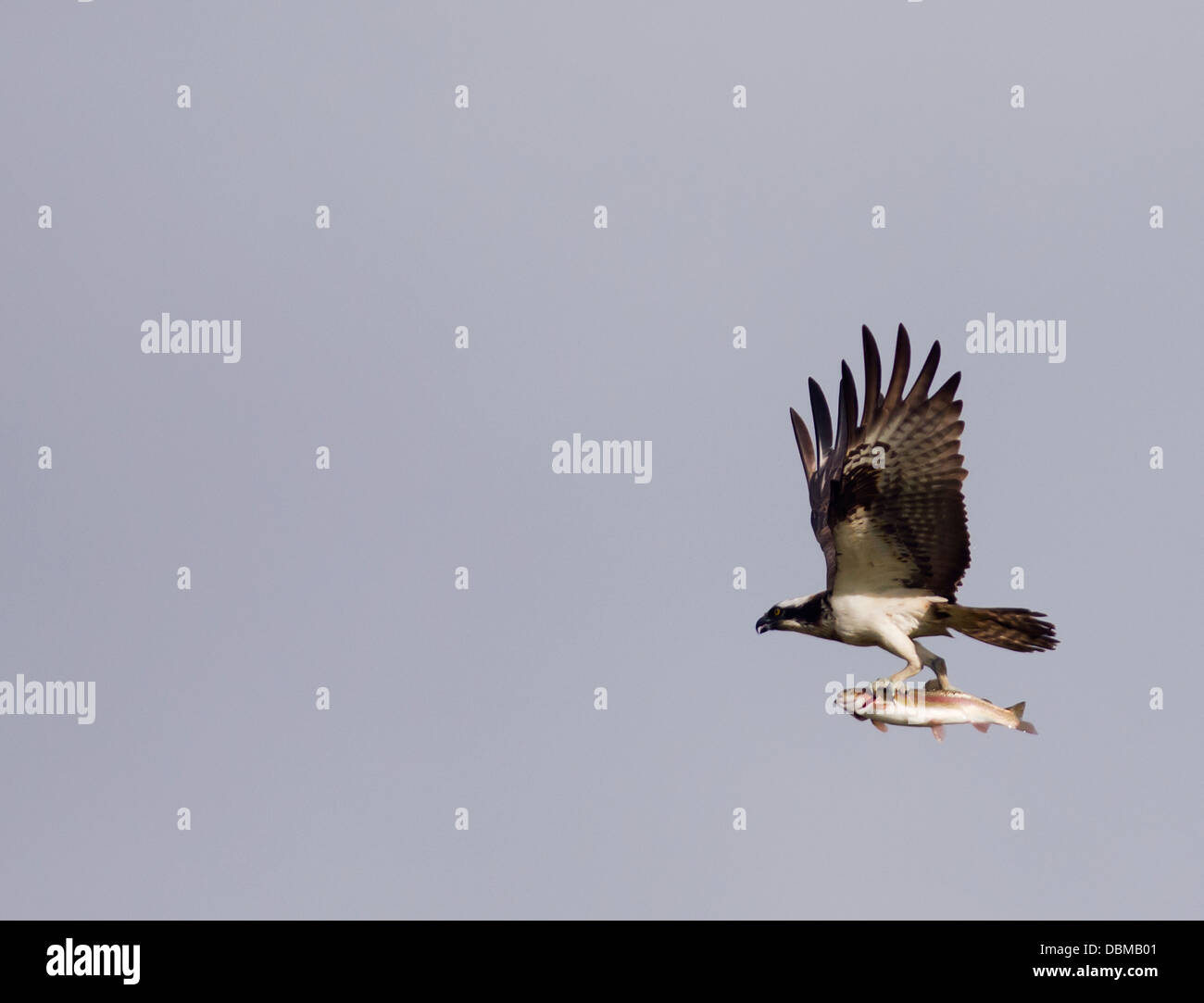 Balbuzard pêcheur Pandion haliaetus en vol avec la truite au-dessus de la vallée de la Spey, en Écosse Banque D'Images Balbuzard pêcheur Pandion haliaetus en vol avec la truite au-dessus de la vallée de la Spey, en Écosse Banque D'Images