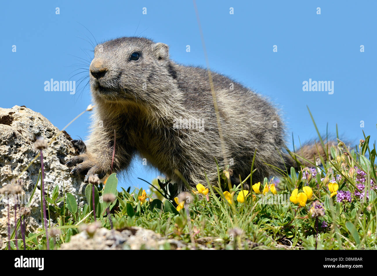 Les jeunes de la marmotte alpine (Marmota marmota) sur le fond de ciel bleu, dans les Alpes françaises, Savoie à La Plagne Banque D'Images