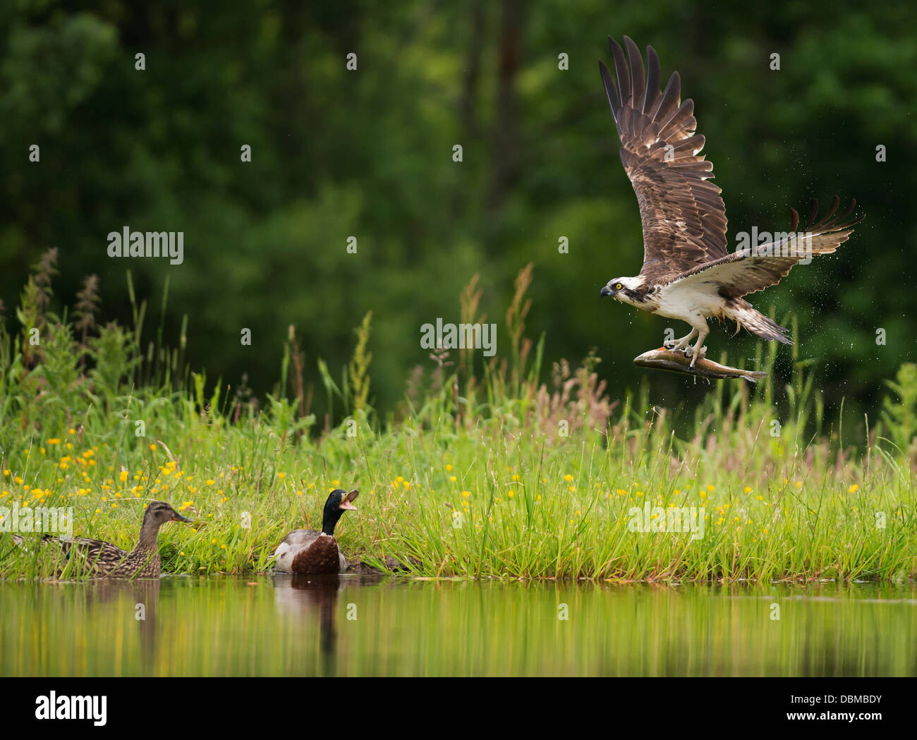 Balbuzard pêcheur Pandion haliaetus avec grosses truites arc-en-ciel dans les serres comme une paire de Canards colverts montrer leur désapprobation, Spey Valley, Ecosse Banque D'Images Balbuzard pêcheur Pandion haliaetus avec grosses truites arc-en-ciel dans les serres comme une paire de Canards colverts montrer leur désapprobation, Spey Valley, Ecosse Banque D'Images