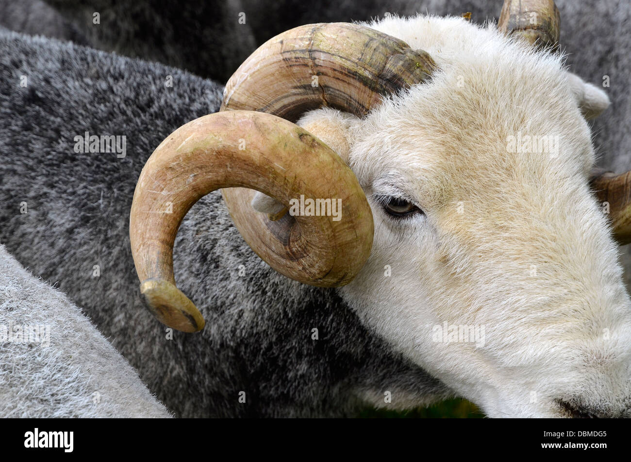 Ram Herdwick avec de grandes cornes courbes vous attendent au pays de Coniston Fair 2013 dans le Lake District. Banque D'Images