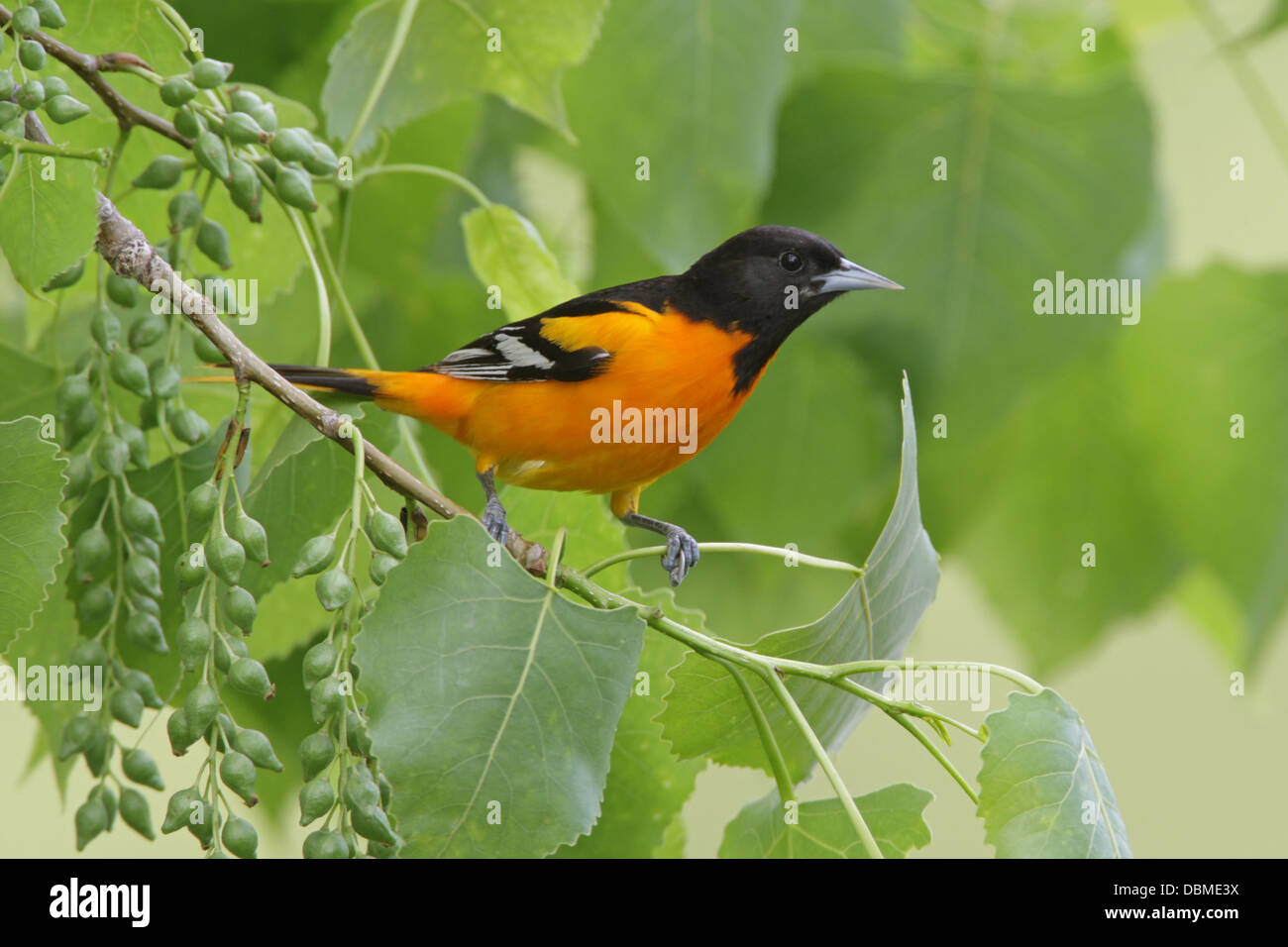 Baltimore Oriole perchée dans Cottonwood arbre perching oiseau songbird ornithologie Science nature faune Environnement Banque D'Images