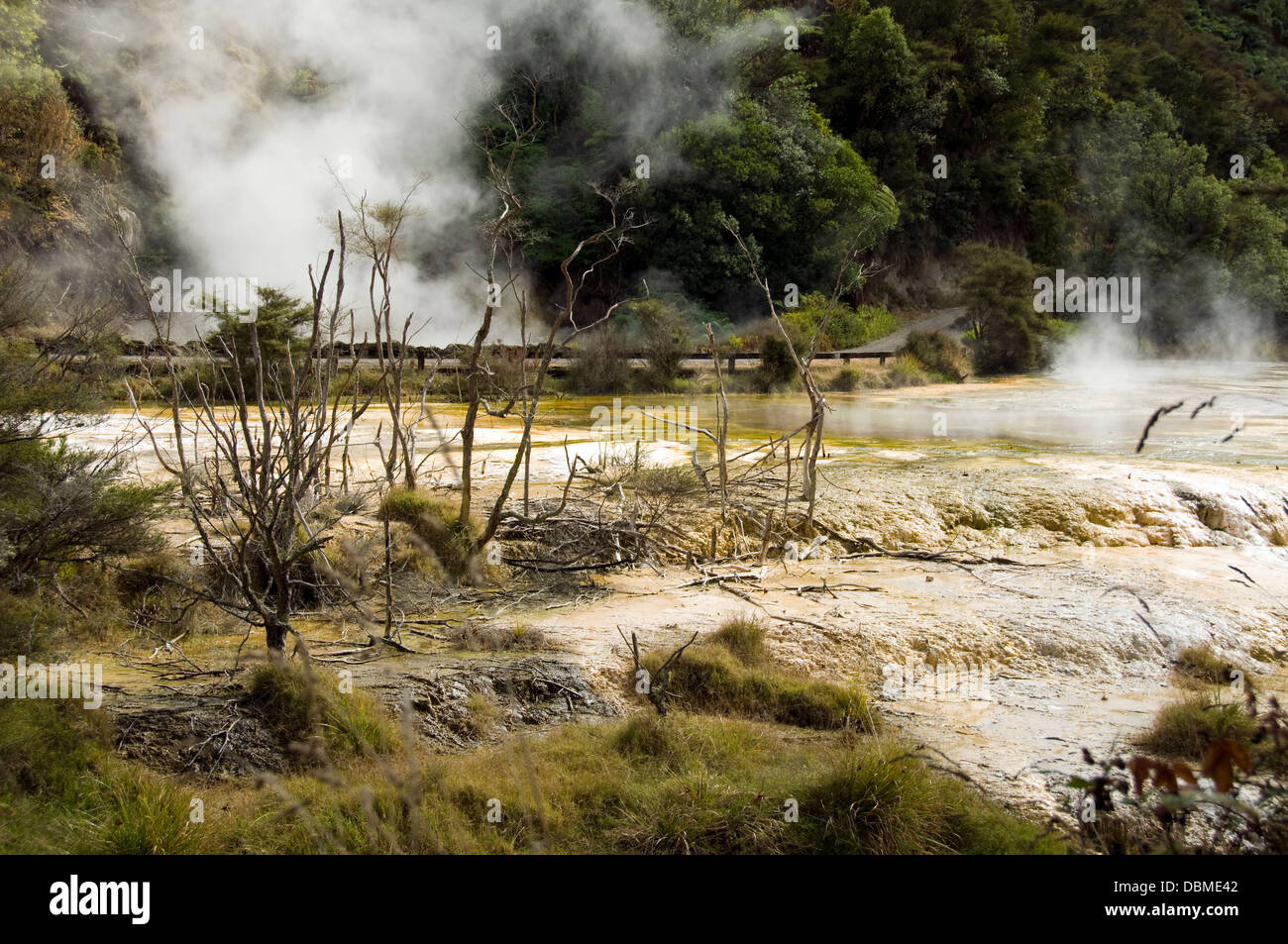 Près de la vallée thermale de waimangu Rotorua, Nouvelle Zélande Banque D'Images
