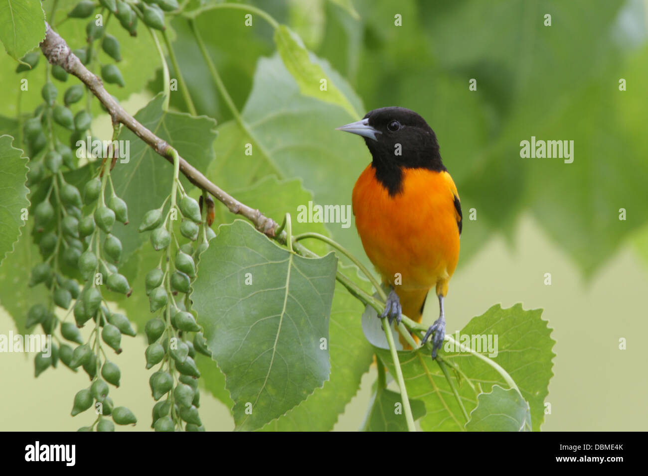 Baltimore Oriole perchée dans Cottonwood arbre perching oiseau songbird ornithologie Science nature faune Environnement Banque D'Images