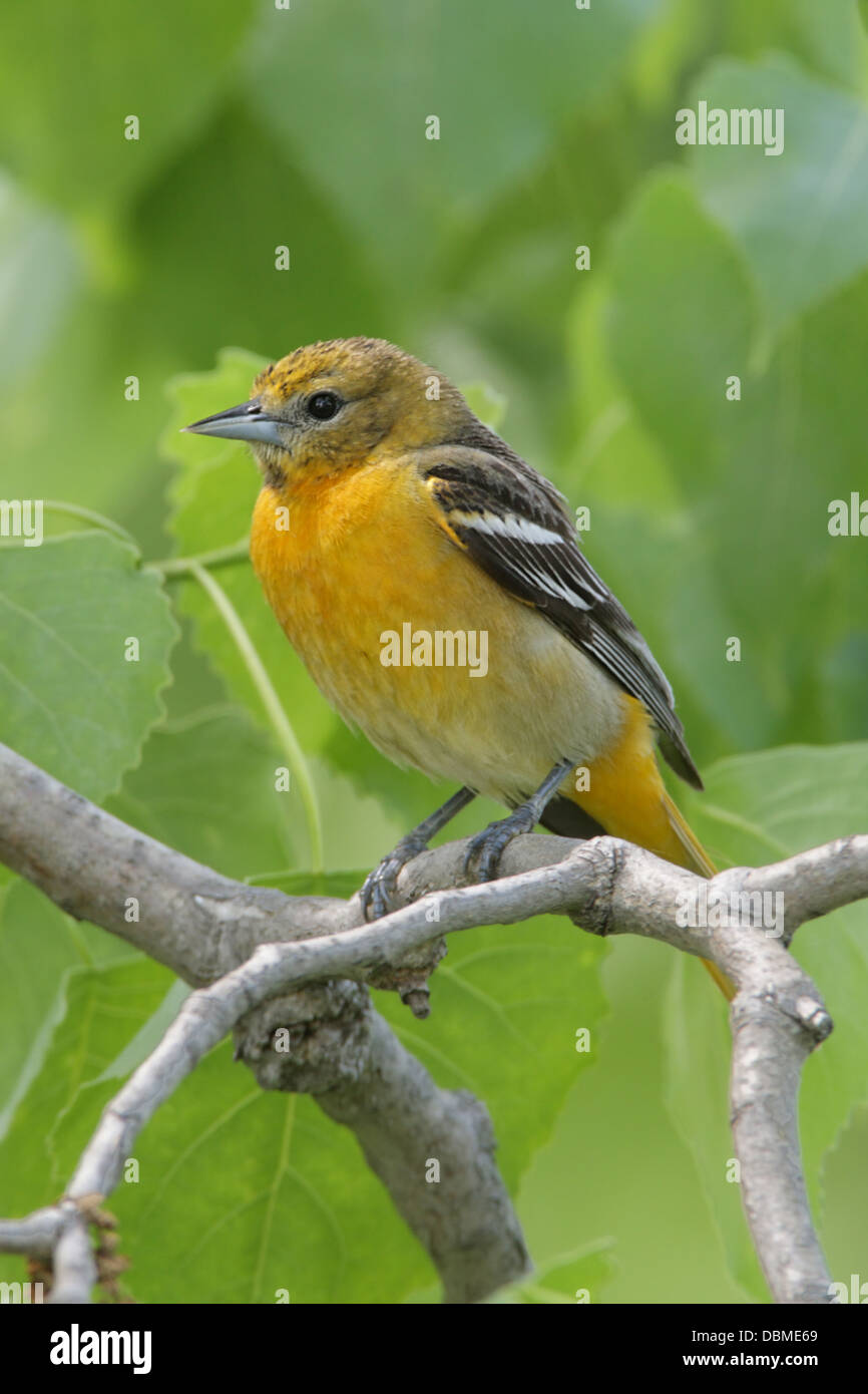 Femelle Baltimore Oriole perchée dans Cottonwood Tree - oiseau perching vertical songbird ornithologie Science nature faune Environnement Banque D'Images