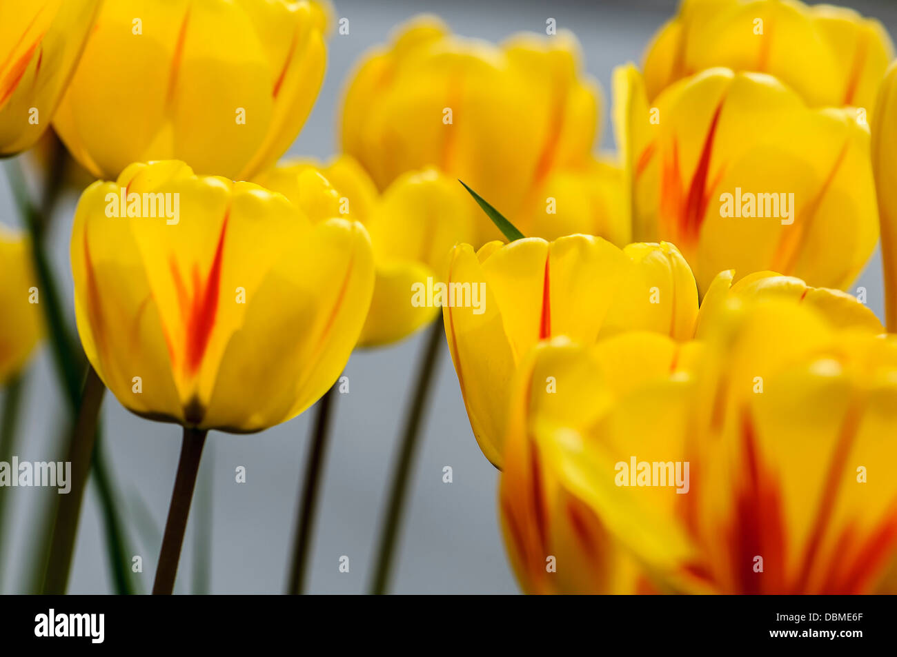 Tulipes jaunes sur les Alpes italiens Banque D'Images