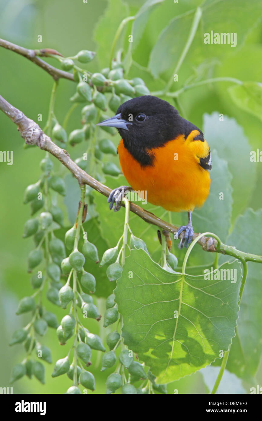 Baltimore Oriole perchée dans Cottonwood Tree - oiseau perching vertical ornithologie ornithologie Science nature faune Environnement Banque D'Images