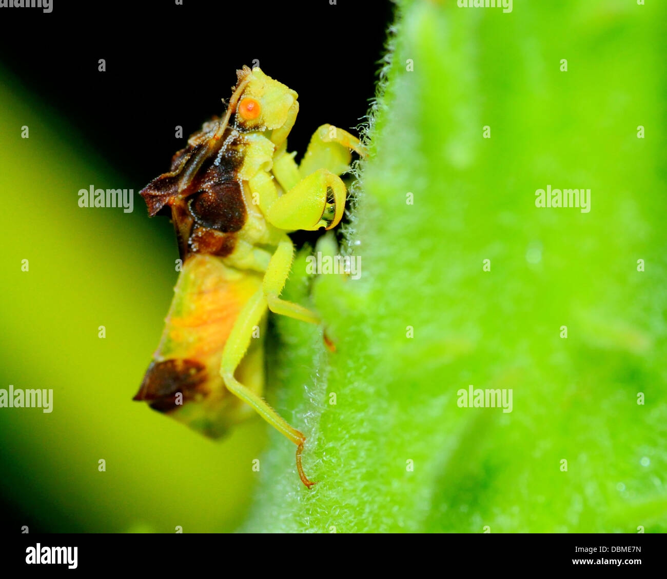 Une embuscade Bug perché sur une tige de la plante. Banque D'Images