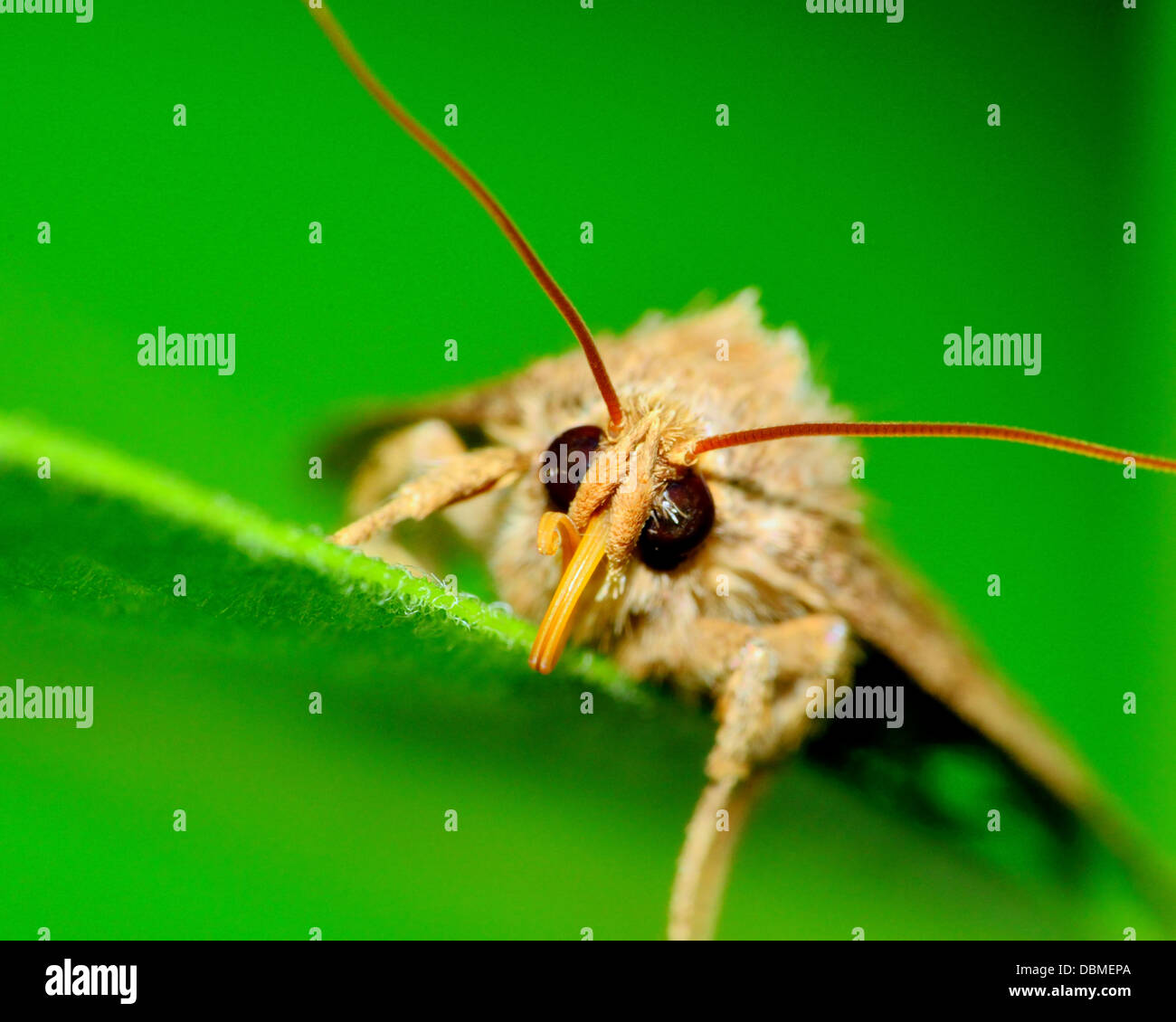 Espèce de gros plan tête macro shot perché sur une feuille. Banque D'Images