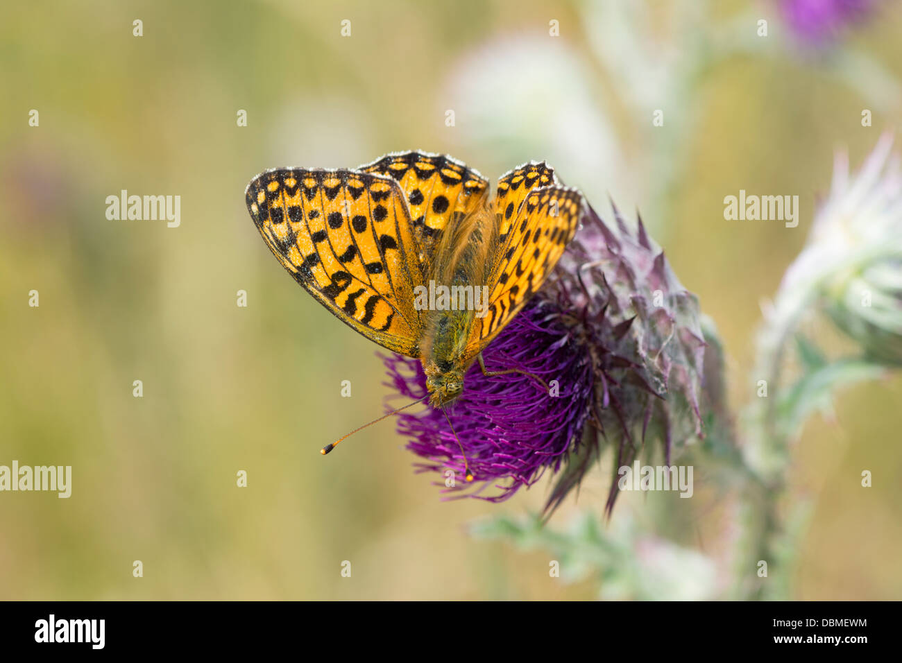 UK Vert foncé Papillon Fritillary Argynnis aglaja, nourrissent de globe thistle Carduus nutans Banque D'Images