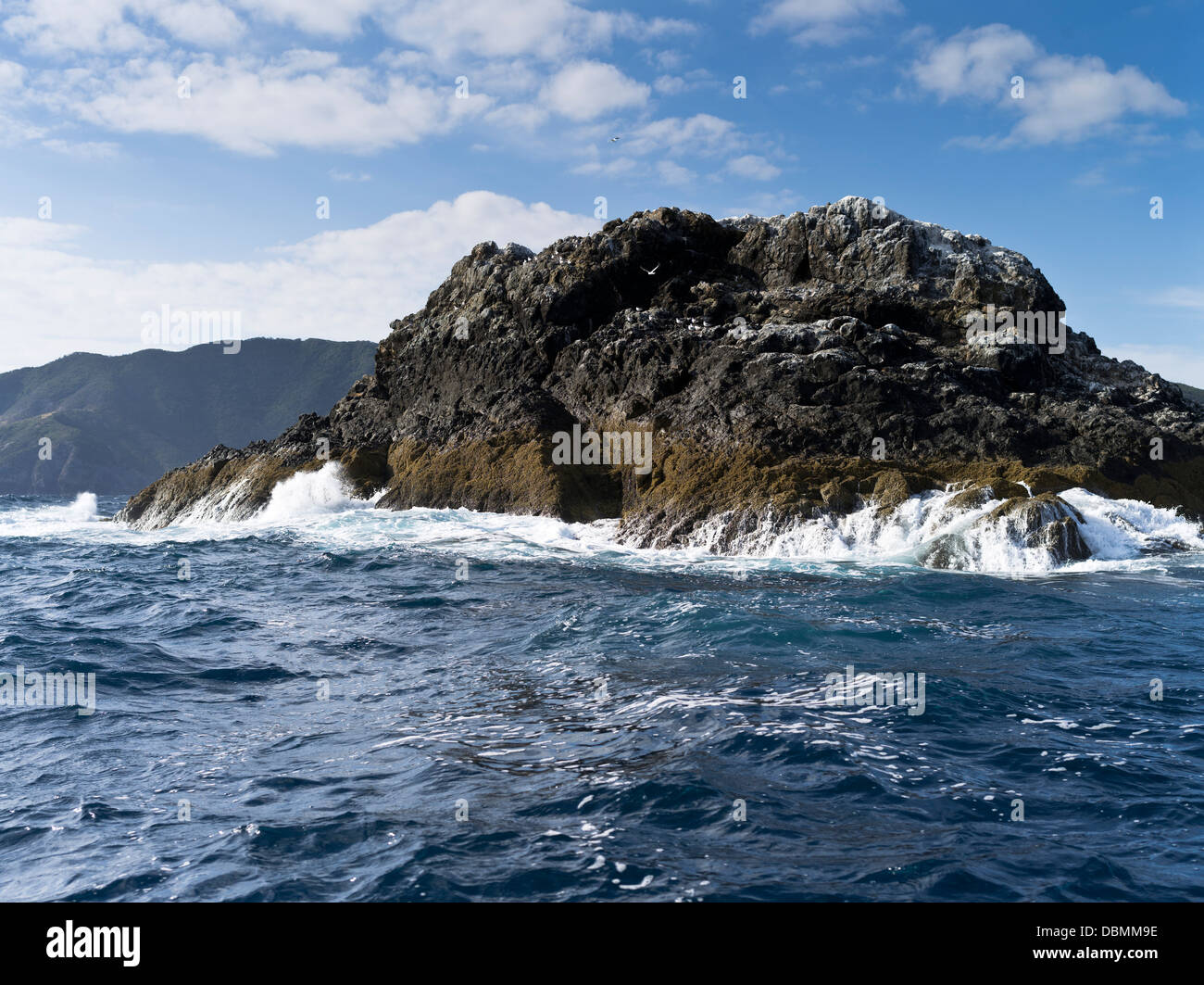 dh BAY OF ISLANDS NEW ZEALAND oiseaux de mer sur l'éperon marin rocheux Banque D'Images