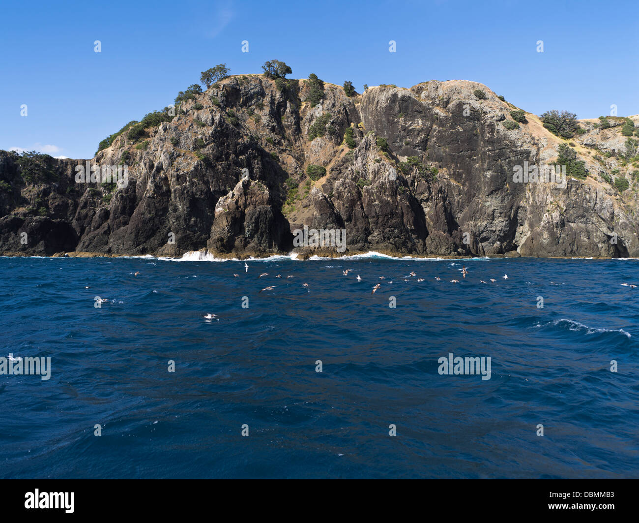 Dh Urupukapuka Island BAY OF ISLANDS Nouvelle-zélande île Oiseaux de côte rocheuse escarpée seacliffs Banque D'Images