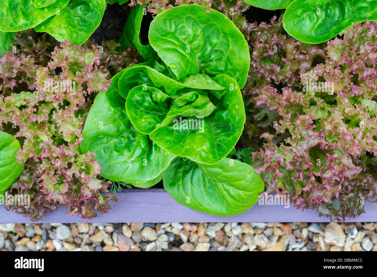 Les laitues, 'lollo rossa' et 'little gem pearl' qui se développe dans un lit aux couleurs vives soulevées, Banque D'Images