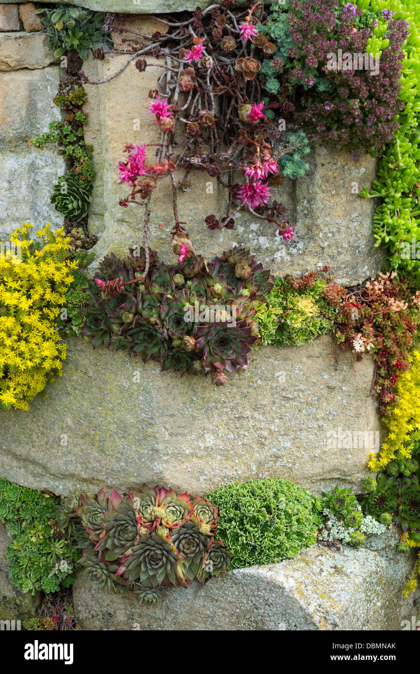 Stonecrop, alpines et sempervivums planté d'effet en fonction de l'ancien jardin de maçonnerie Banque D'Images