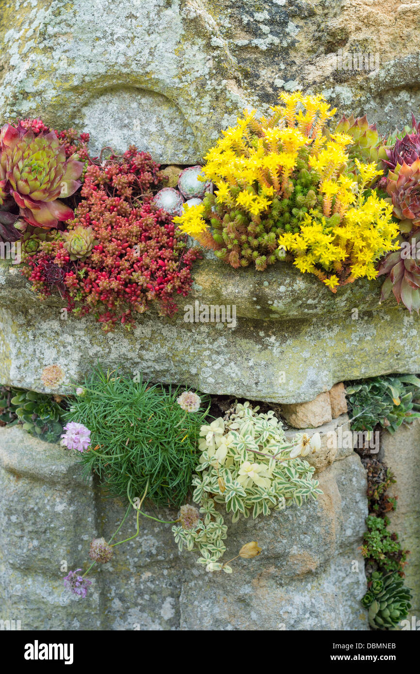 Stonecrop, alpines et sempervivums planté d'effet en fonction de l'ancien jardin de maçonnerie Banque D'Images