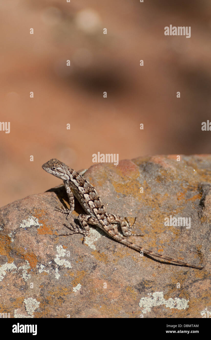 Eastern Fence lizard sur un rocher avec une ombre à l'écart Banque D'Images