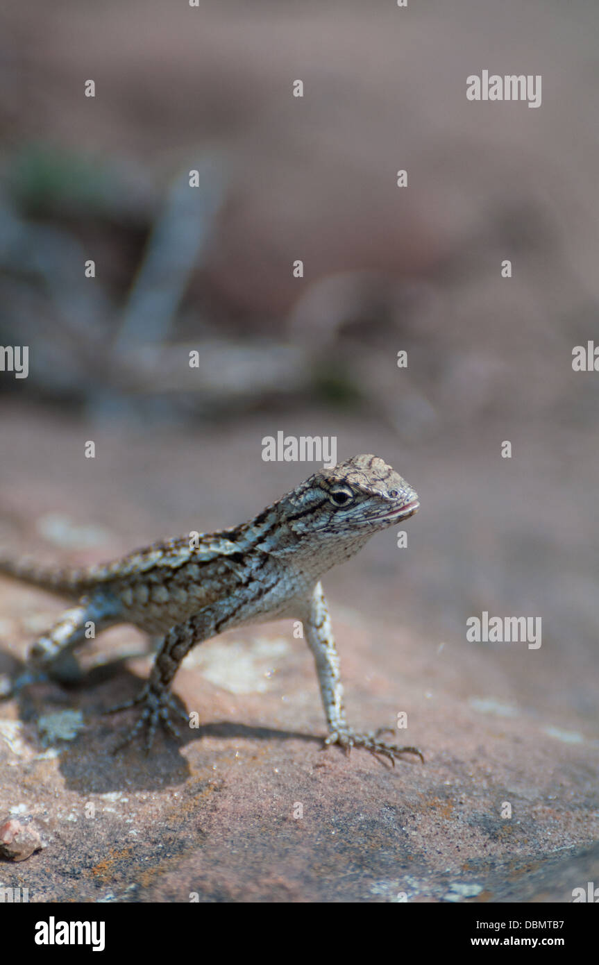 Eastern Fence lizard sur un rocher avec une ombre face à l'avant Banque D'Images