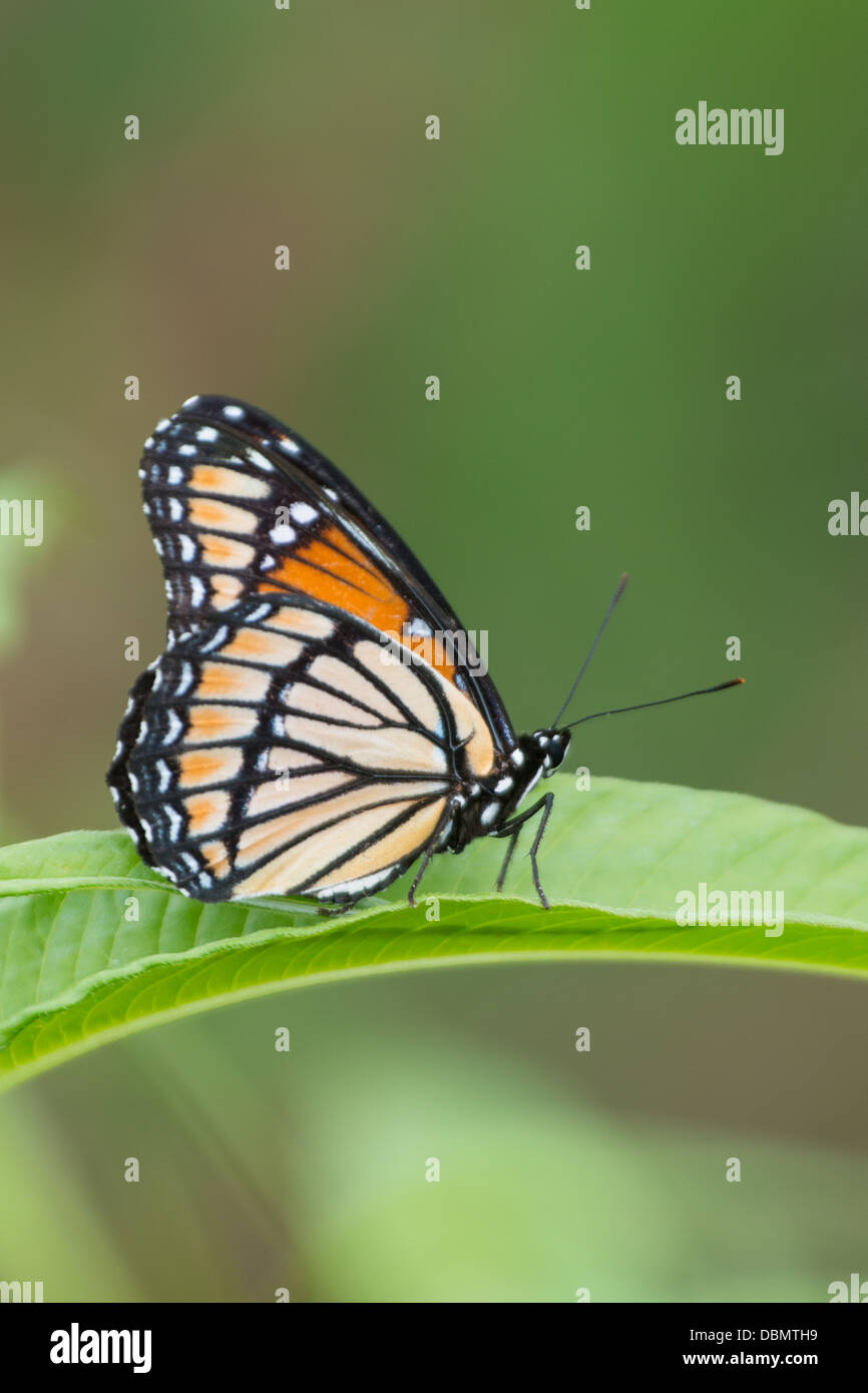 Papillon monarque sur une feuille verte Banque D'Images