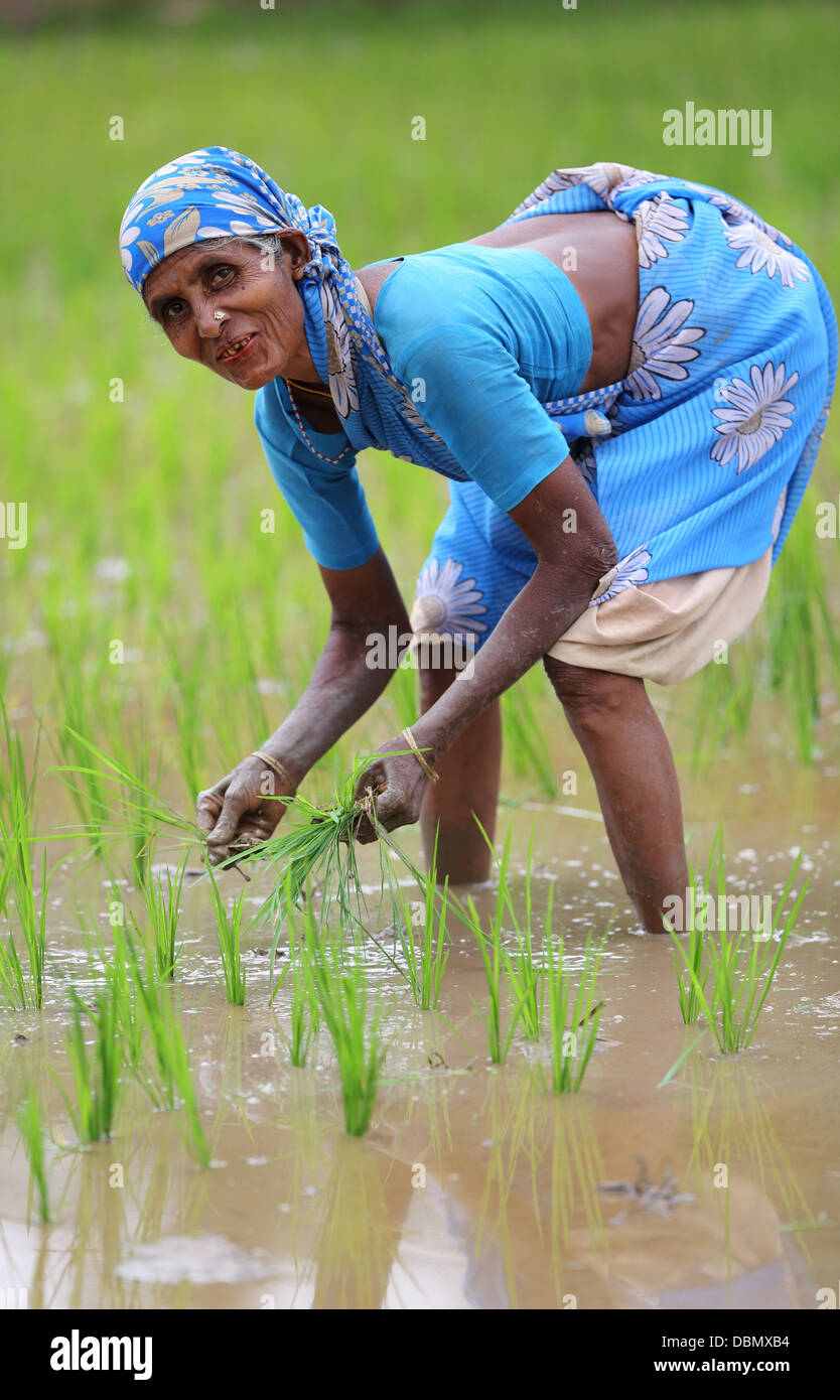 Femme de l'Inde rurale travaillant dans un champ de riz de l'Inde du Sud Banque D'Images