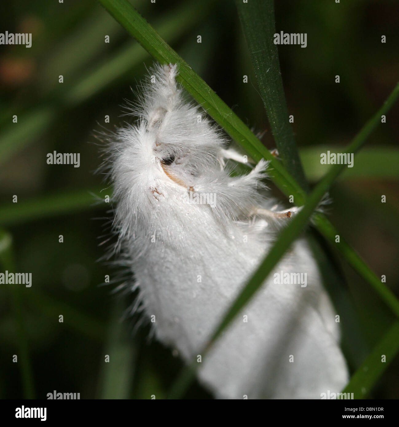 Close-up macrophotographie d'une femelle jaune-queue (Euproctis similis, alias Goldtail Moth ou Swan) Banque D'Images