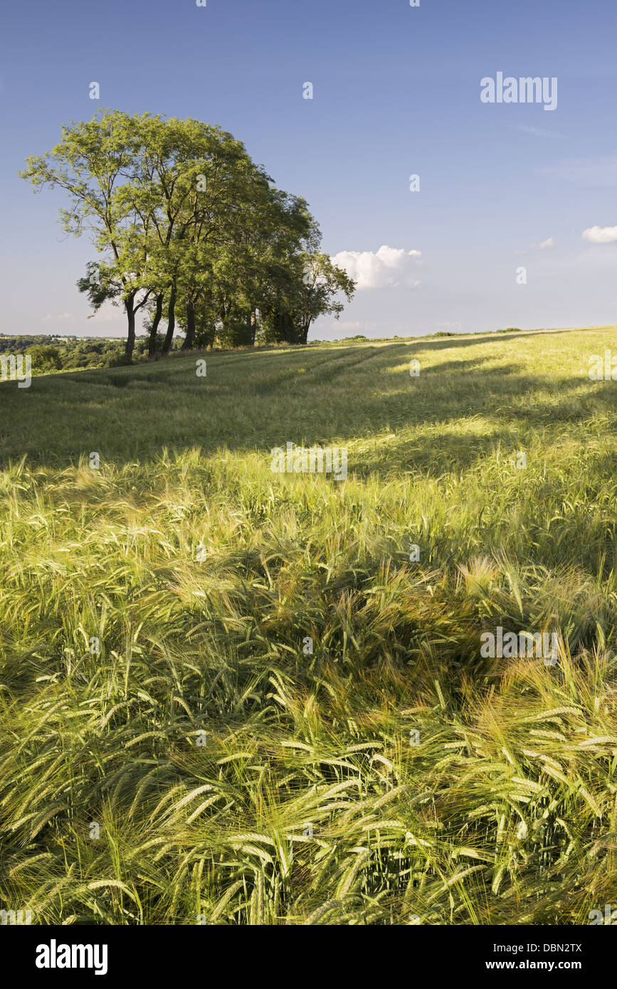 Champ arable avec récolte d'orge, terres agricoles de Sunshine Banque D'Images