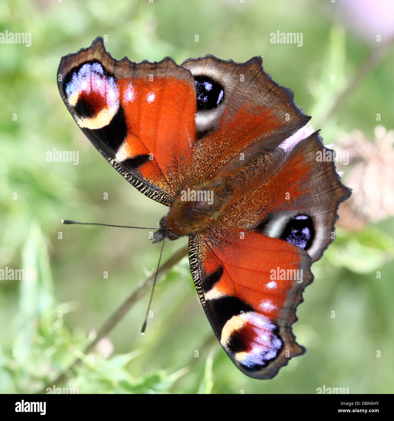 Papillon Paon commun européen (Aglais io) se nourrissant sur une fleur de chardon Banque D'Images