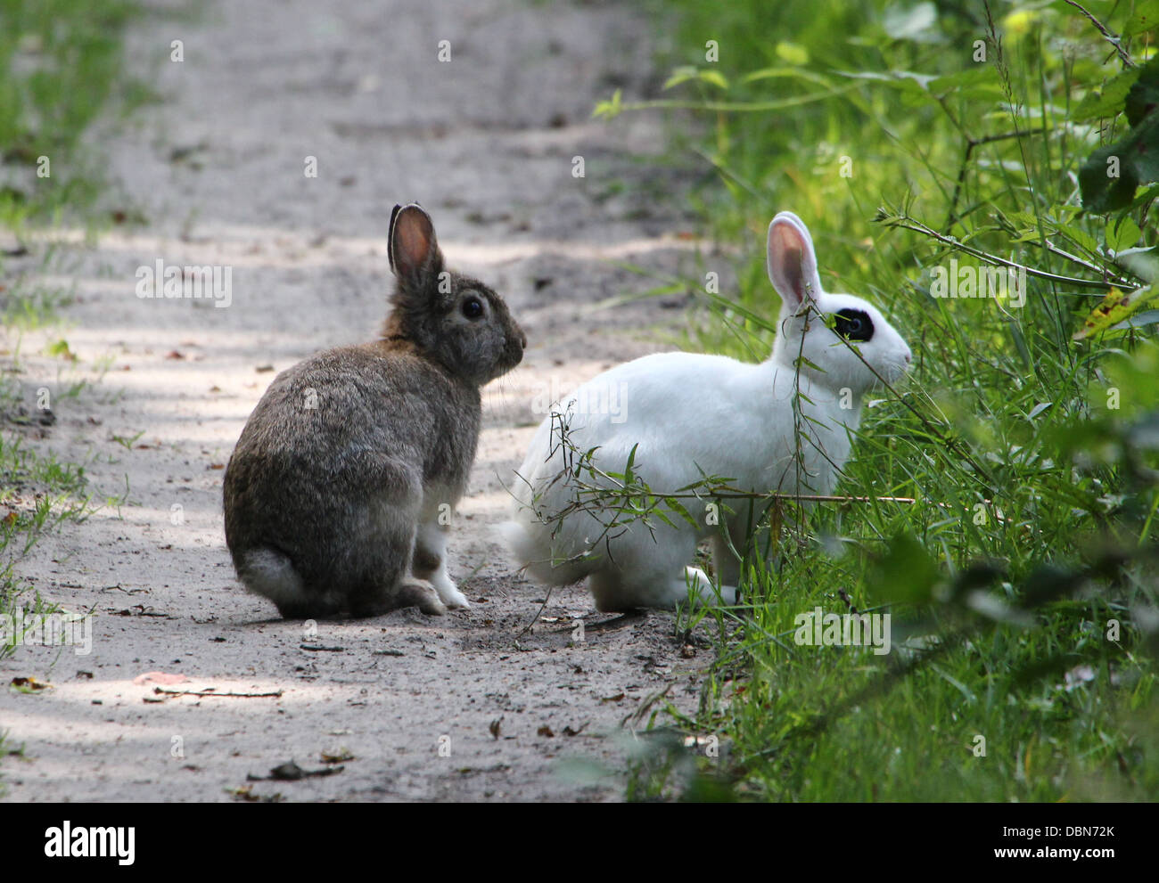Brun et blanc alerte lapin sauvage (Oryctolagus cuniculus) Banque D'Images
