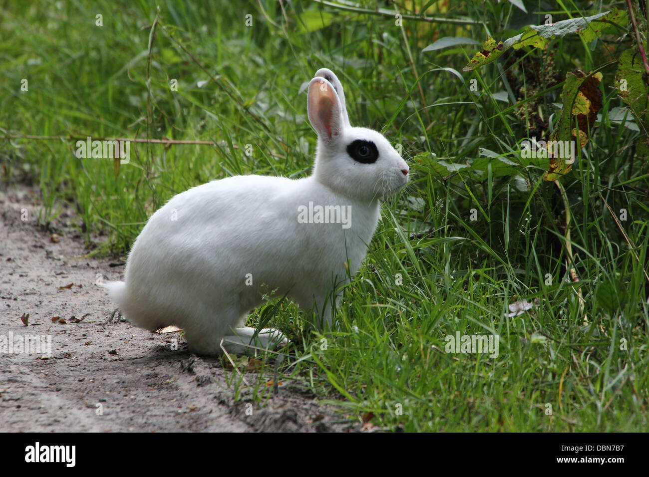 Étrangement de couleur blanche lapin sauvage (Oryctolagus cuniculus) Banque D'Images