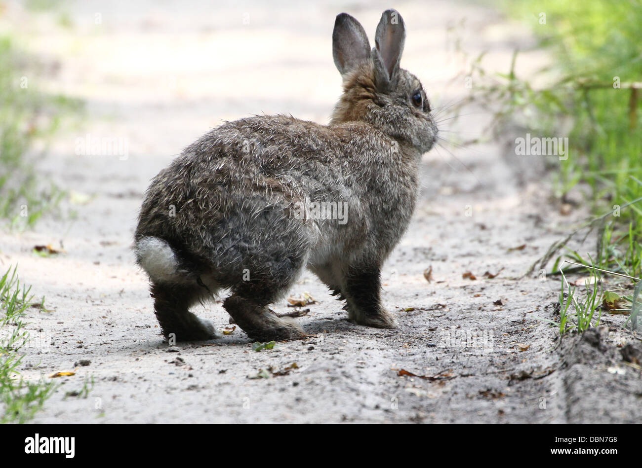 Running Wild lapin (Oryctolagus cuniculus) Banque D'Images