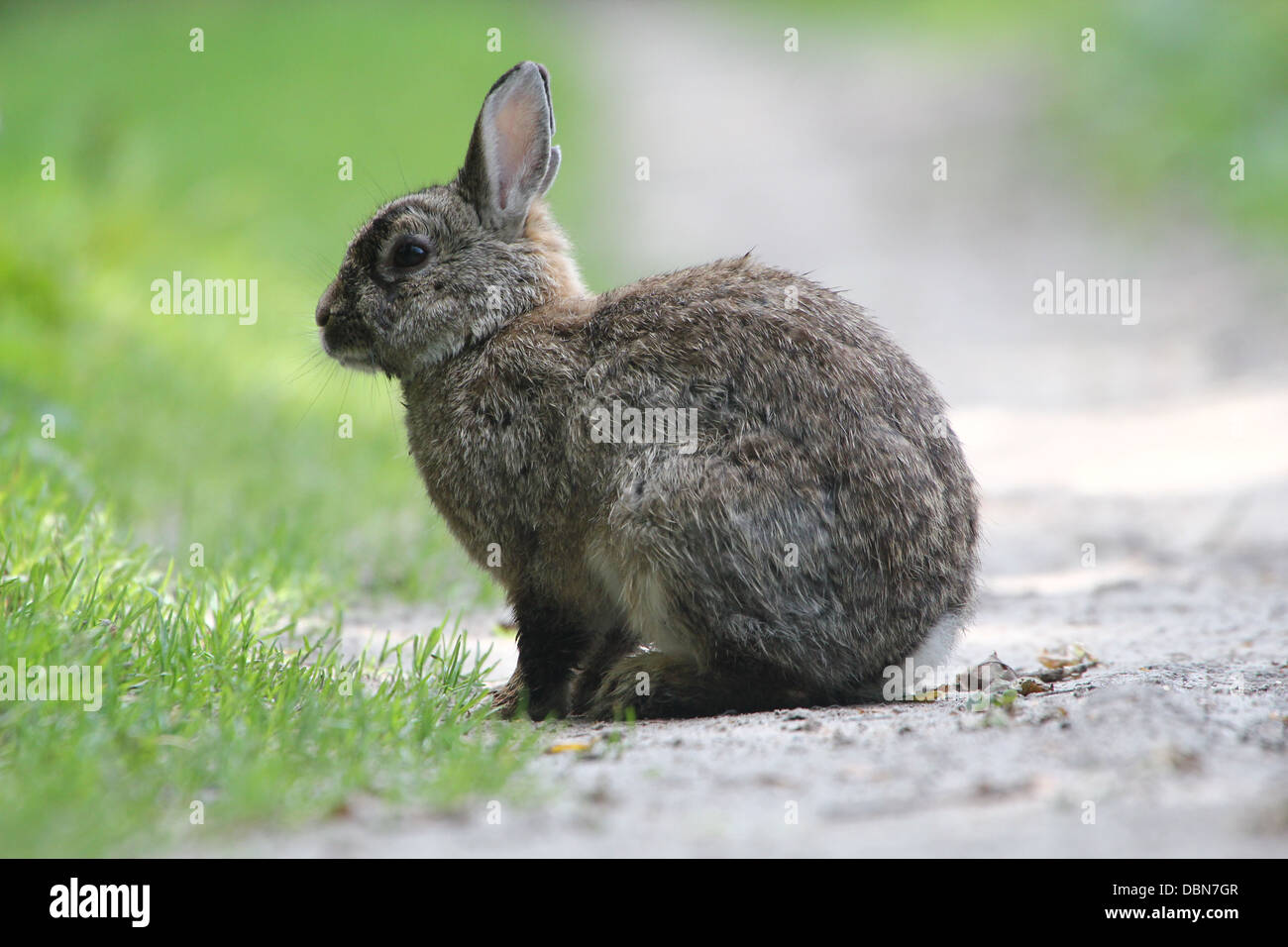 Série de très gros plans détaillés de lapins (Oryctolagus cuniculus) l'alimentation, plus de 80 images en série Banque D'Images