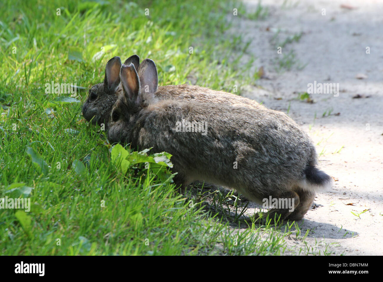 Deux lapins (Oryctolagus cuniculus), beaucoup plus d'images en série Banque D'Images