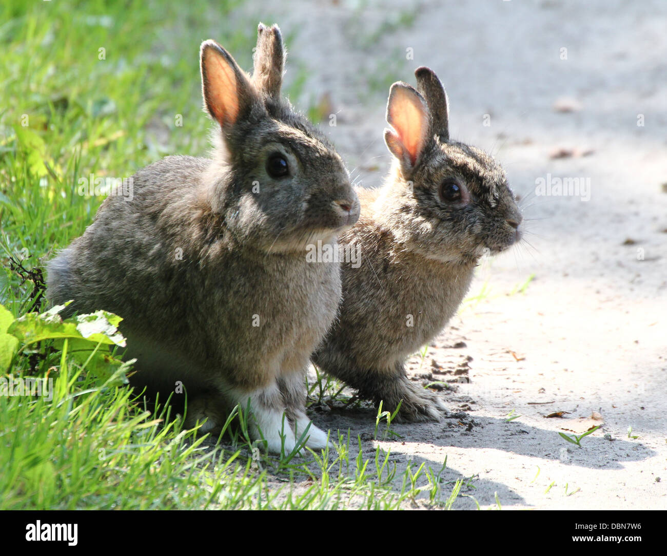 Deux très mignons lapins (Oryctolagus cuniculus) posant ensemble. Banque D'Images