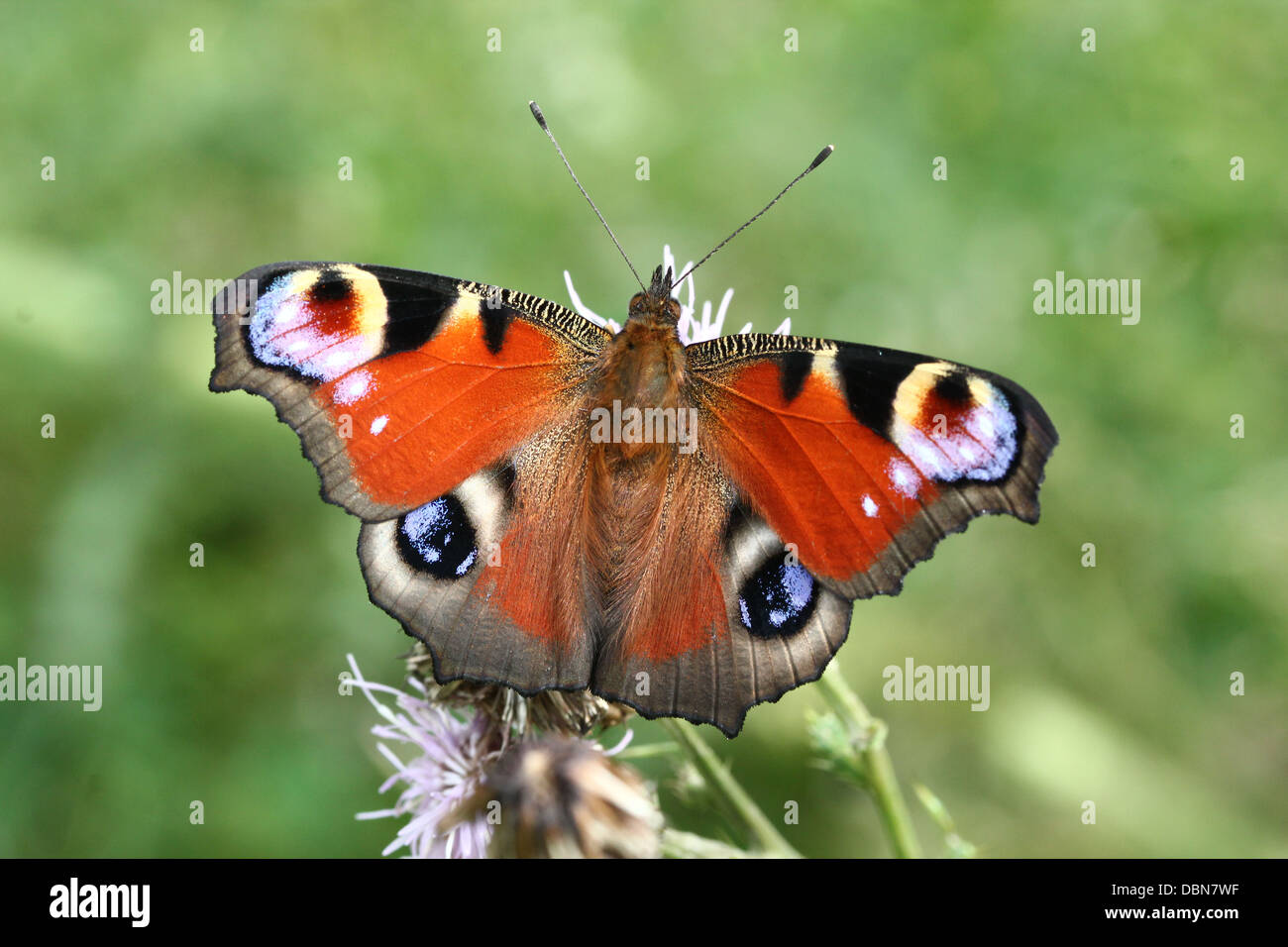 Papillon Paon commun européen (Aglais io) se nourrissant sur une fleur de chardon Banque D'Images