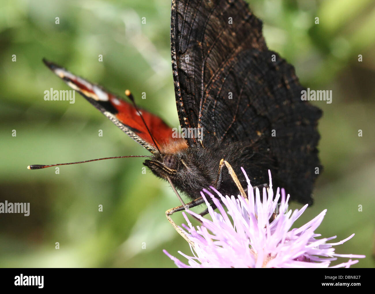 Papillon Paon commun européen (Aglais io) se nourrissant sur une fleur de chardon Banque D'Images