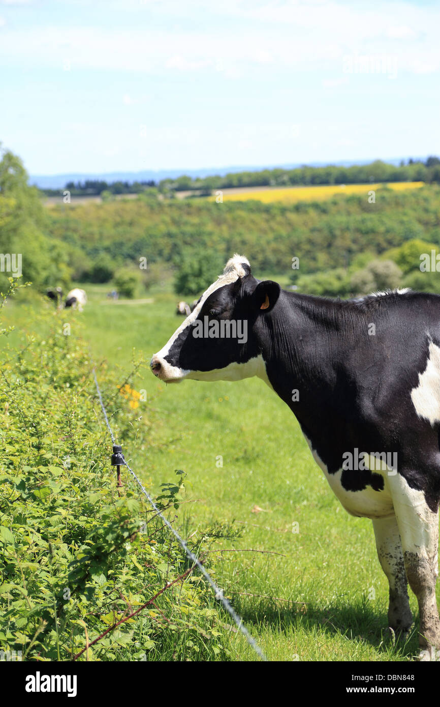Vache noire et blanche dans un pré à côté d'une clôture Banque D'Images