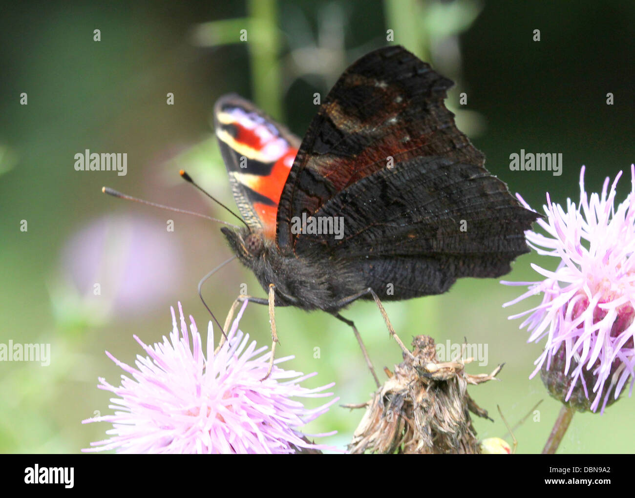 Papillon Paon commun européen (Aglais io) se nourrissant sur une fleur de chardon Banque D'Images