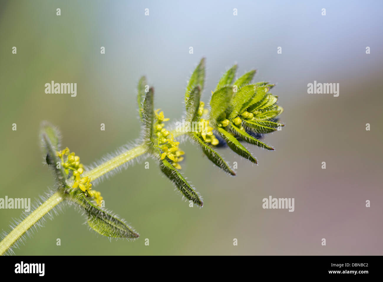 Cruciata laevipes Crosswort ; ; Fleur ; UK Banque D'Images