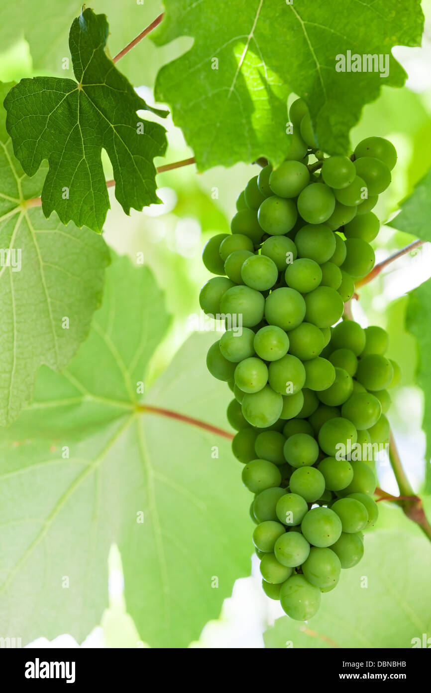 Grappe de raisin vert Banque de photographies et d’images à haute