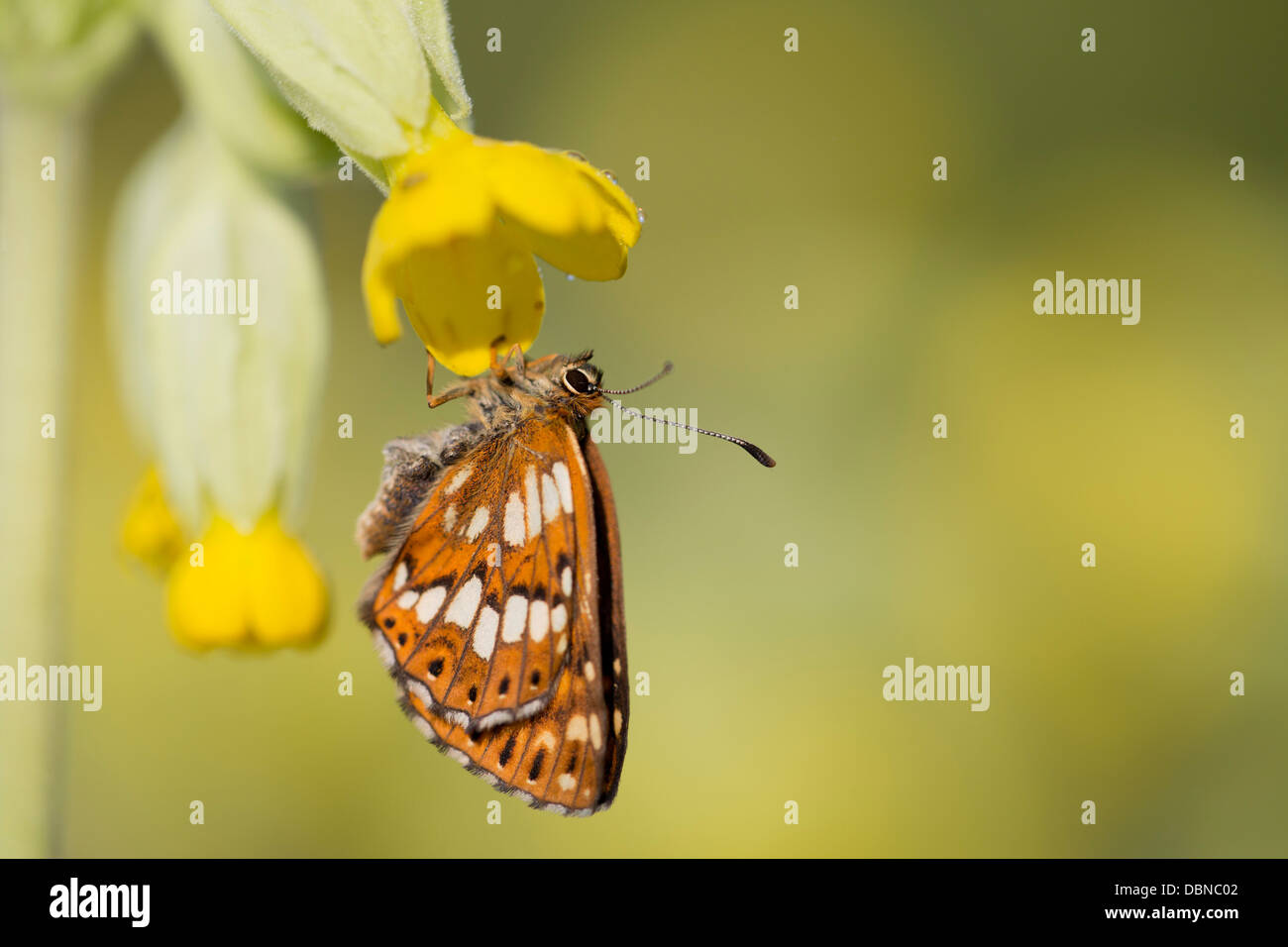 Duc de Bourgogne ; Hamearis lucina Fritillary Butterfly ; sur coucou bleu ; UK Banque D'Images