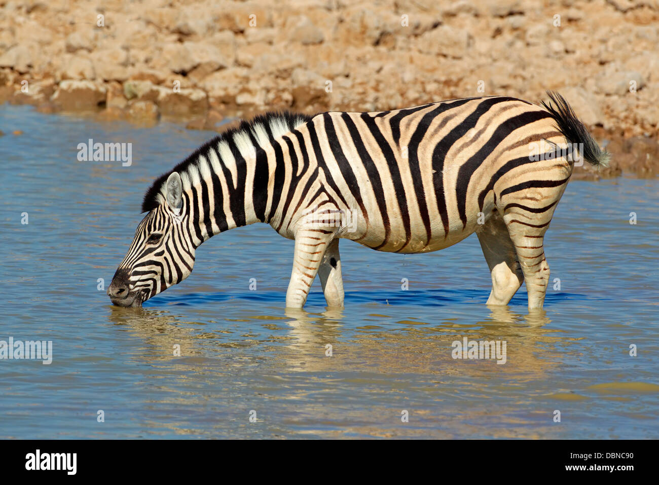 Les plaines (Burchell) Zèbre (Equus burchelli) eau potable, Etosha National Park, Namibie Banque D'Images