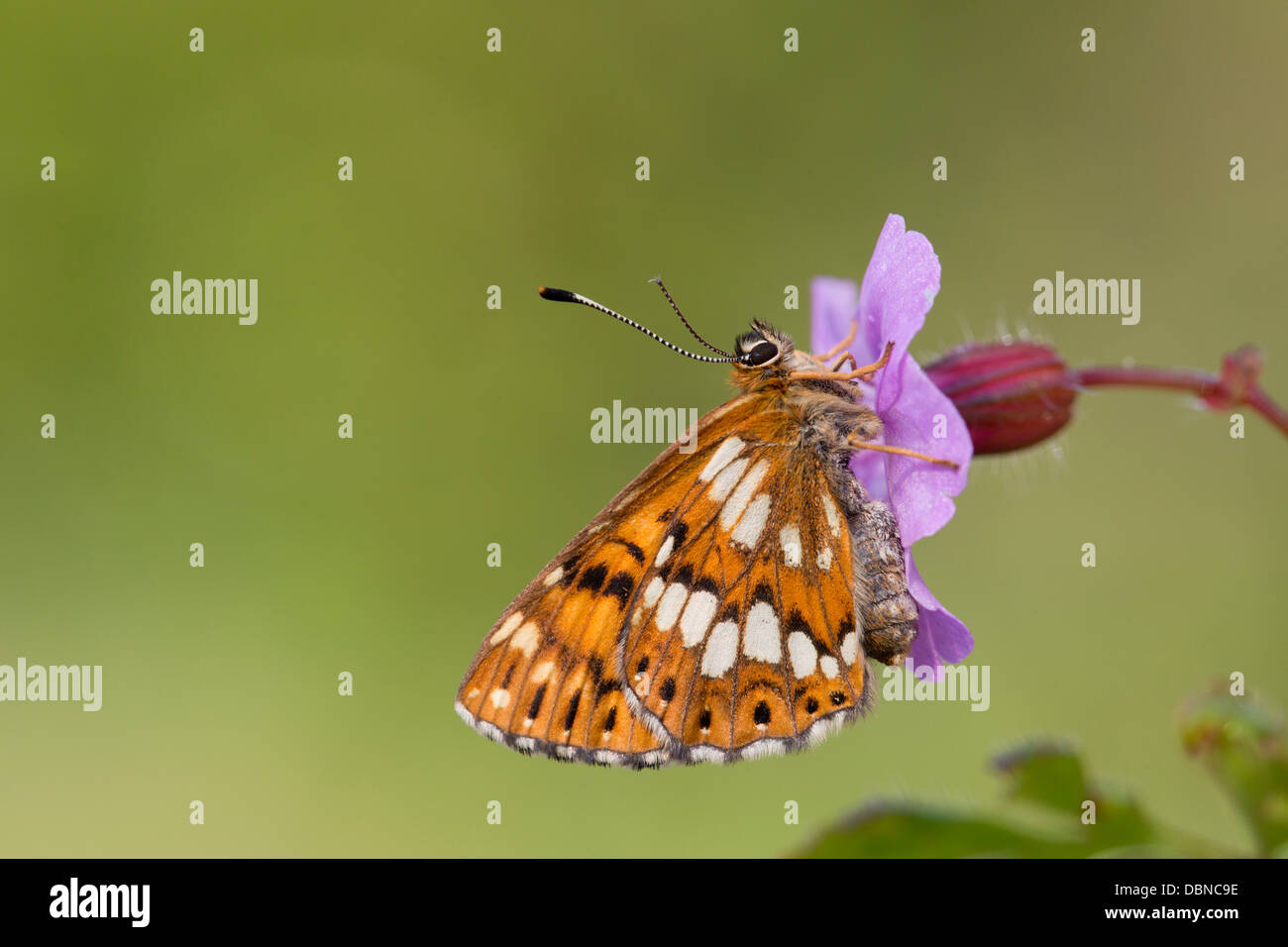 Duc de Bourgogne ; Hamearis lucina Fritillary Butterfly ; UK Banque D'Images