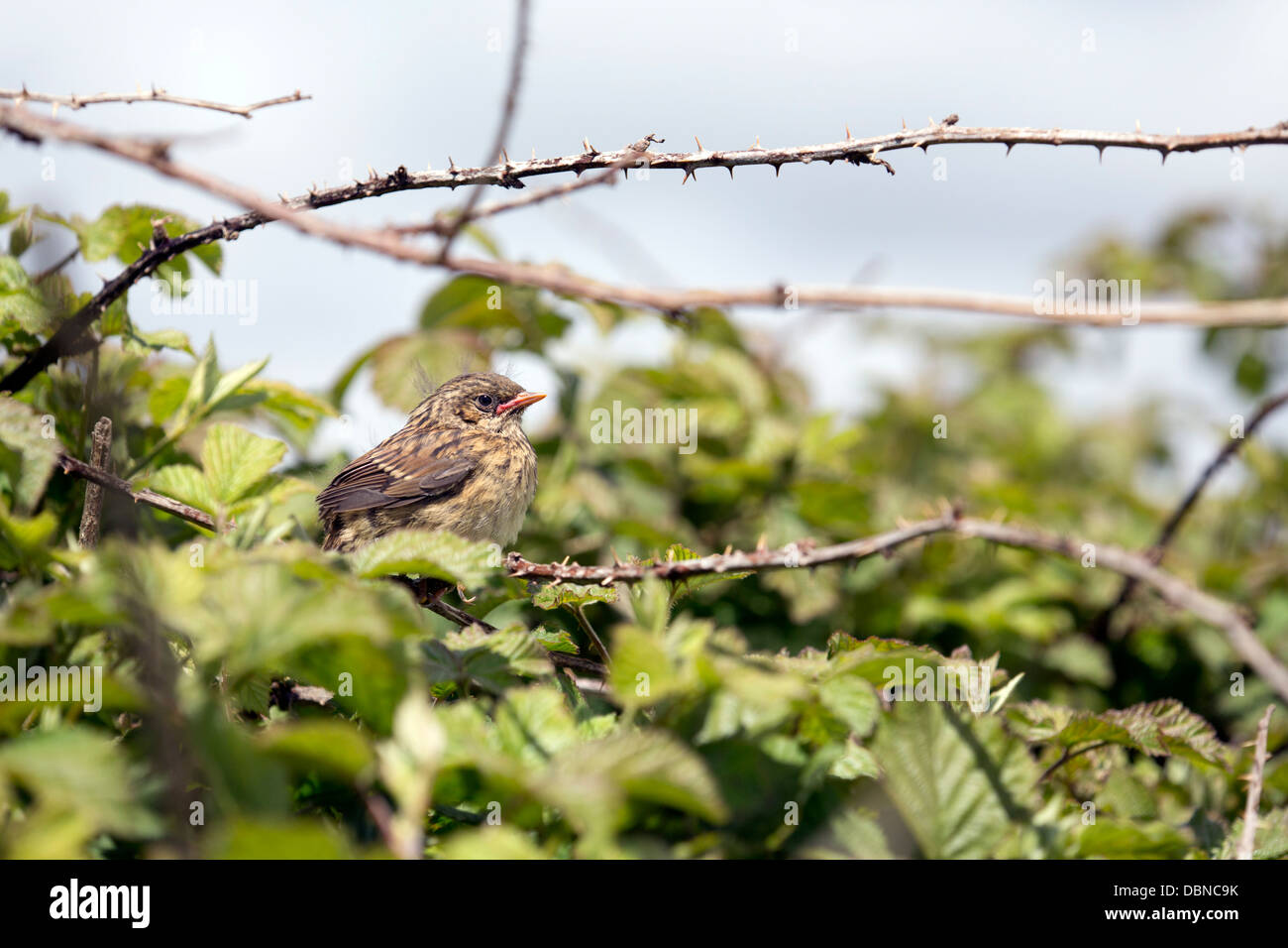 Nid ; Prunella modularis ; Jeunes ; Cornwall, UK Banque D'Images