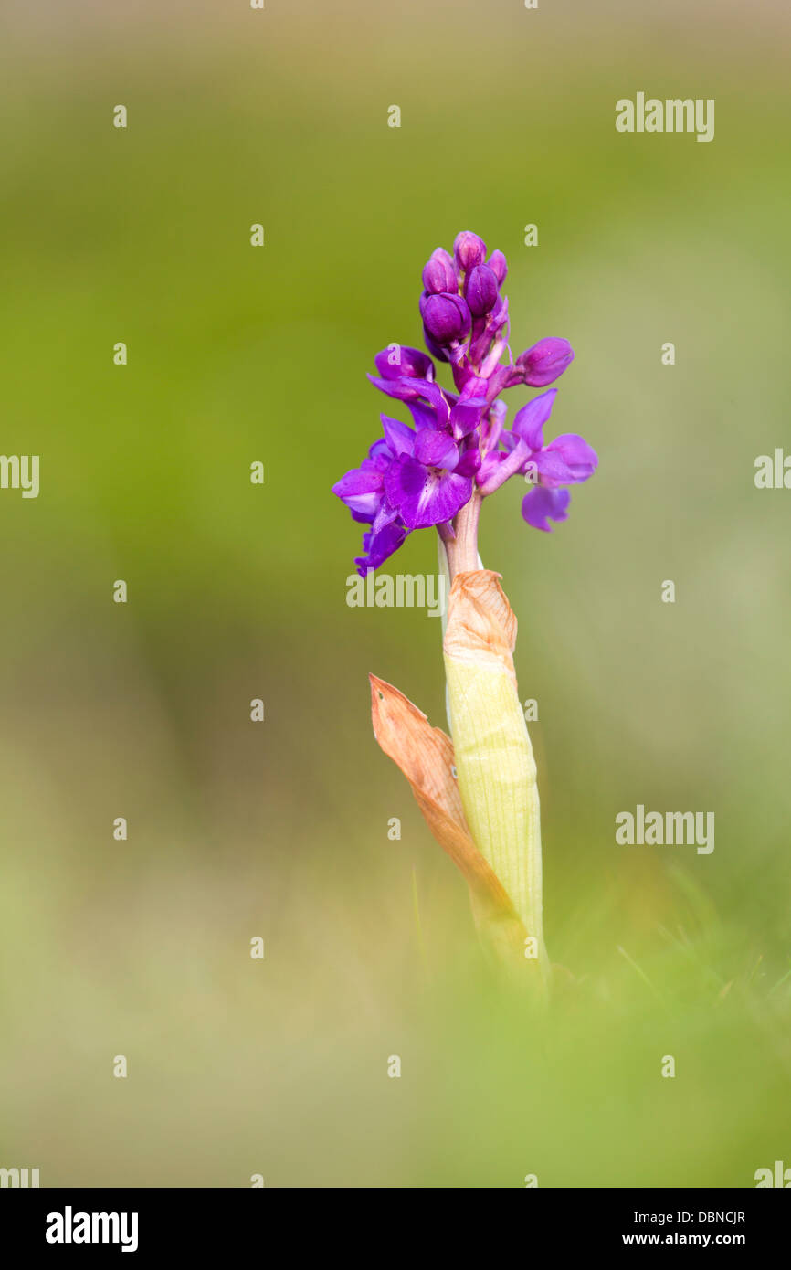 Early Purple Orchid ; Orchis mascula ; Printemps ; UK Banque D'Images