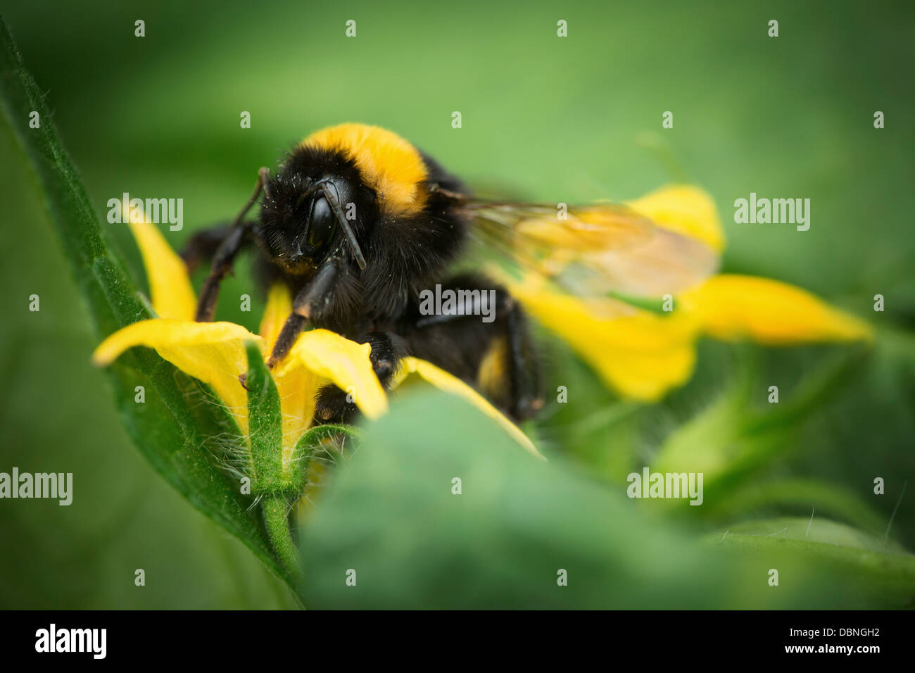 Bumblebee sur courgette Plante, Croatie, Slavonie, Europe Banque D'Images
