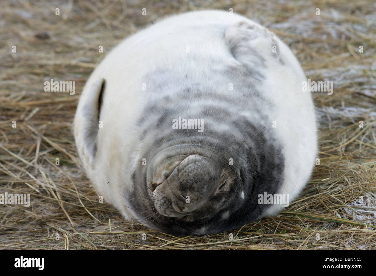 Un Nouveau Ne Tres Mignon Bebe Phoque Gris Couche Sur La Plage Au Donna Nook Seal Sanctuary Par Temps Froid Par Temps Froid Photo Stock Alamy