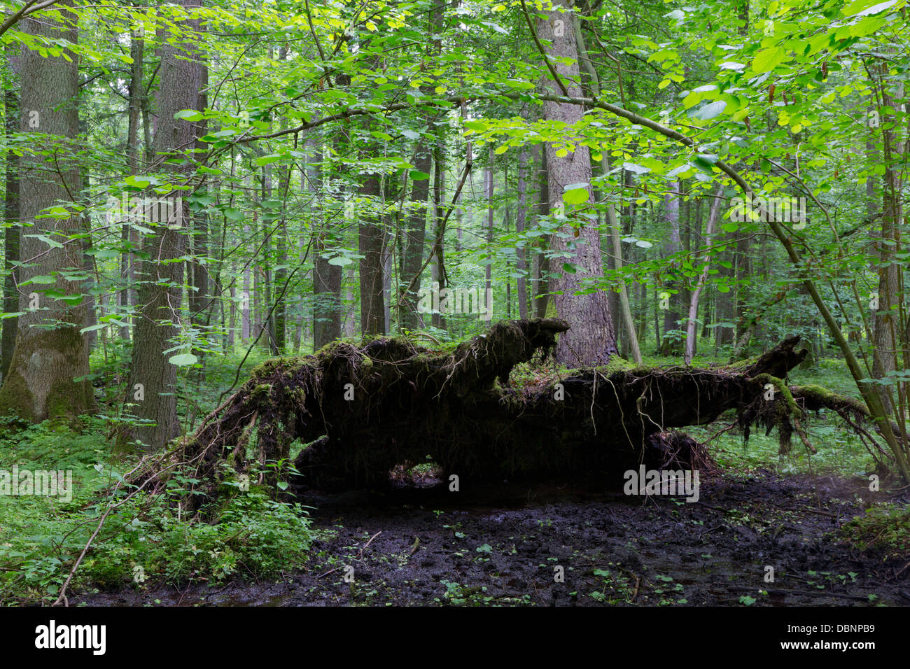 Vent en partie tomber sapin en été avec des racines cassées parmi les arbres feuillus de la forêt de Bialowieza stand Banque D'Images