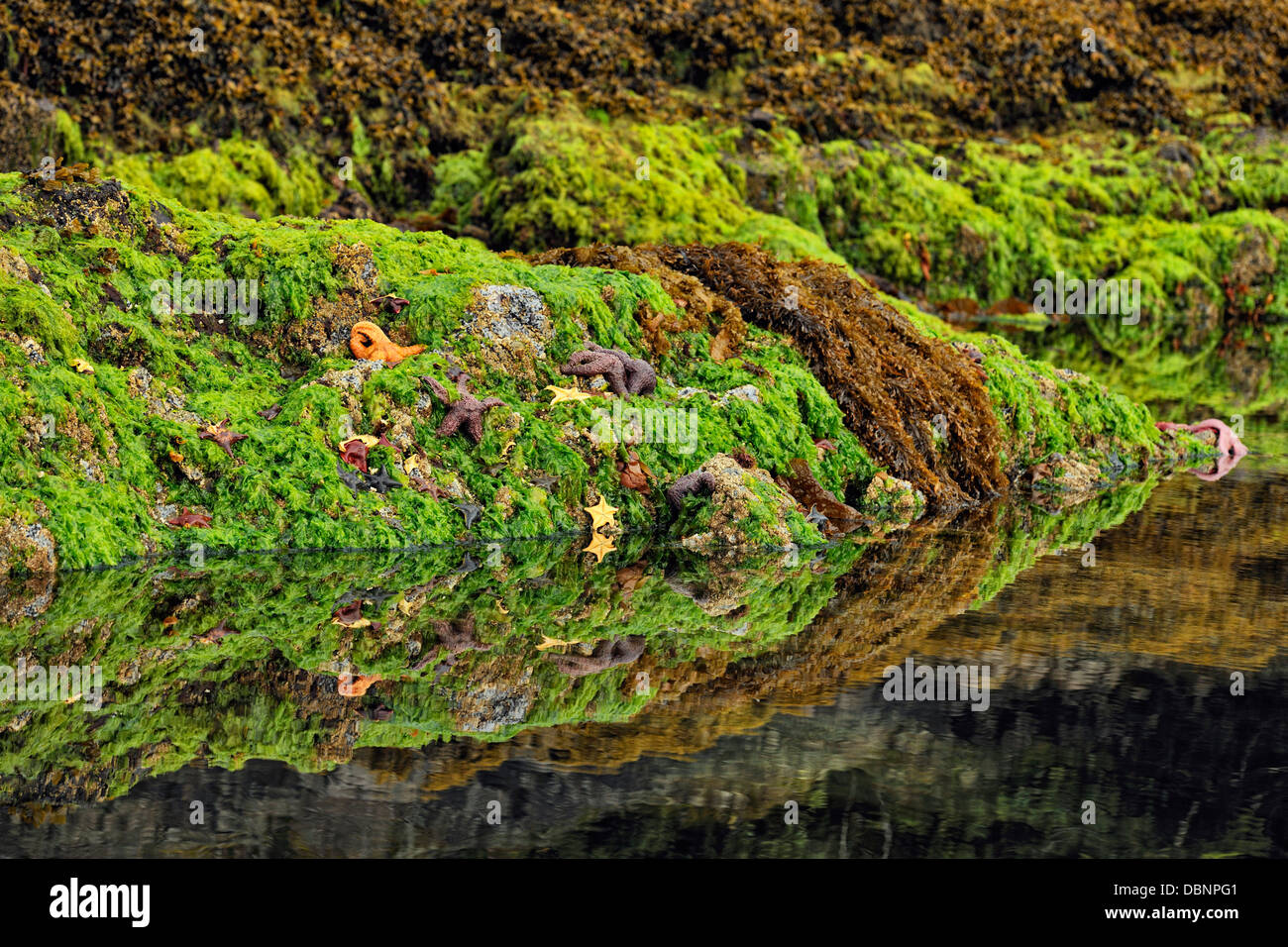 Les colonies d'algues et d'invertébrés dans passage Burnaby Haida Gwaii Haanas Gwaii Queen Charlotte Islands NP British Columbia Canada Banque D'Images